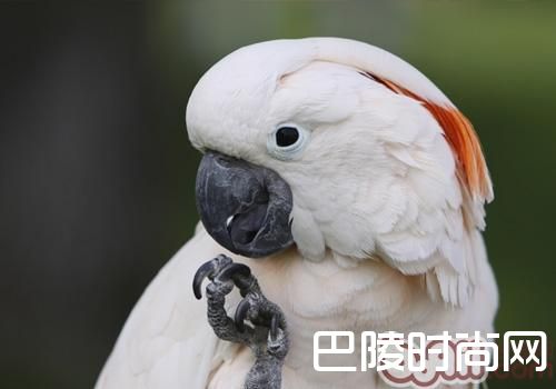 摩鹿加凤头鹦鹉