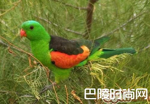 赤褐腹锥尾鹦鹉