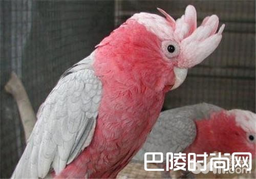 粉红凤头鹦鹉 粉红凤头鹦鹉