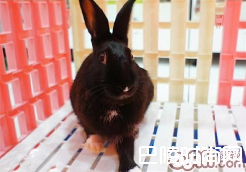 哈瓦那兔 哈瓦那兔