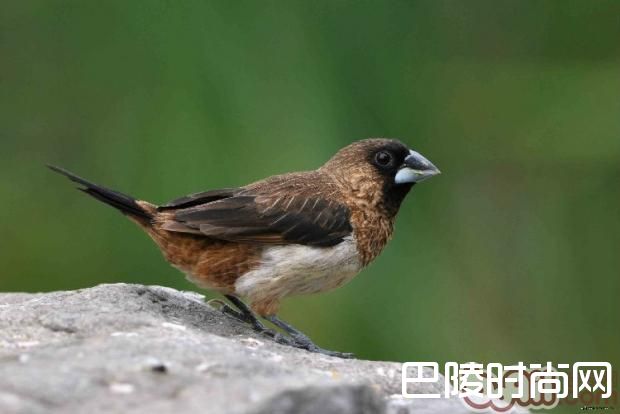 白腰文鸟 白腰文鸟