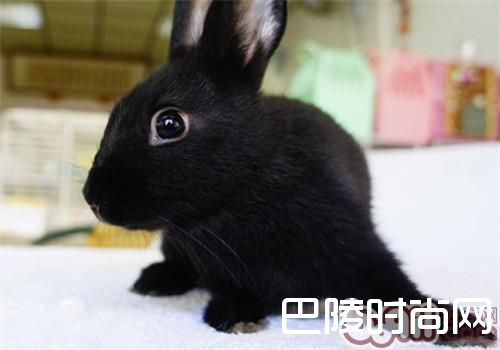 哈瓦那兔 哈瓦那兔