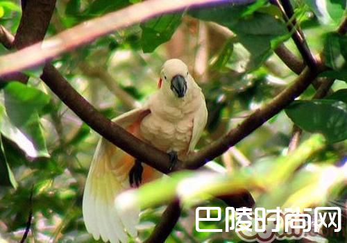 摩鹿加凤头鹦鹉