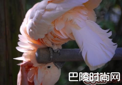 摩鹿加凤头鹦鹉 摩鹿加凤头鹦鹉