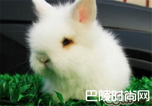 泽西长毛兔 泽西长毛兔