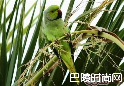 环颈鹦鹉
