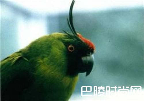 独角鹦鹉 独角鹦鹉