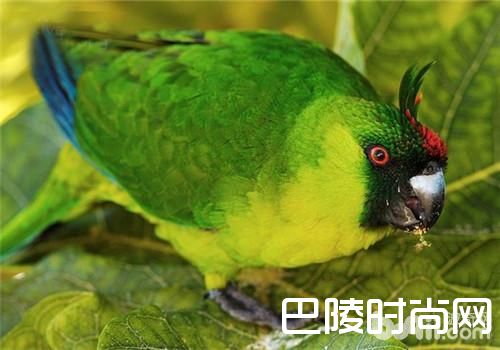 独角鹦鹉 独角鹦鹉