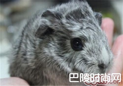 银色刺毛天竺鼠