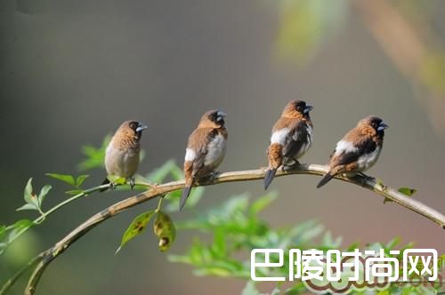 白腰文鸟 白腰文鸟