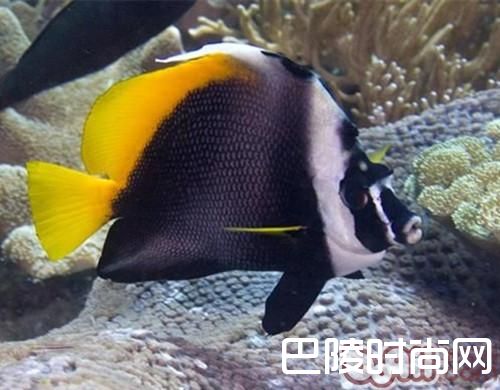 四带马夫鱼 四带马夫鱼