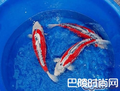 秋翠锦鲤 秋翠锦鲤