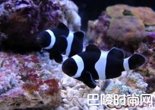 黑白公子小丑 黑白公子小丑