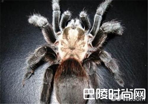 德克萨斯棕食鸟