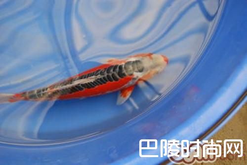 秋翠锦鲤 秋翠锦鲤