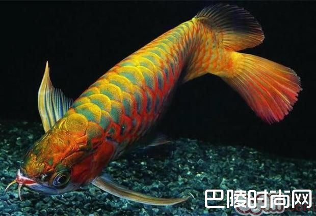 亚洲龙鱼 亚洲龙鱼