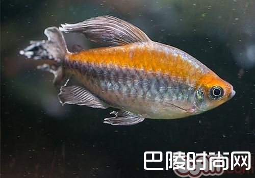 刚果扯旗鱼 刚果扯旗鱼