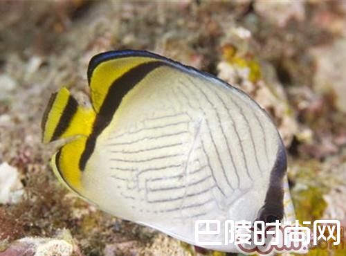 斜纹蝴蝶鱼 斜纹蝴蝶鱼