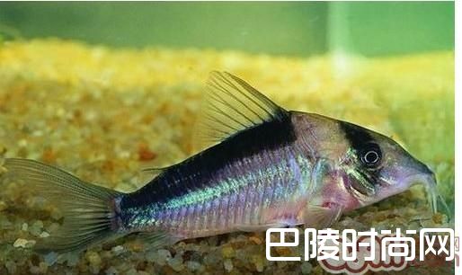 印第安鼠 印第安鼠