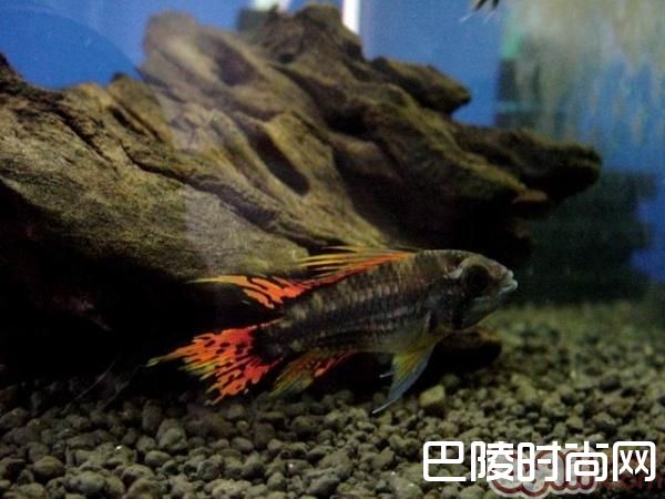 凤尾短鲷 凤尾短鲷