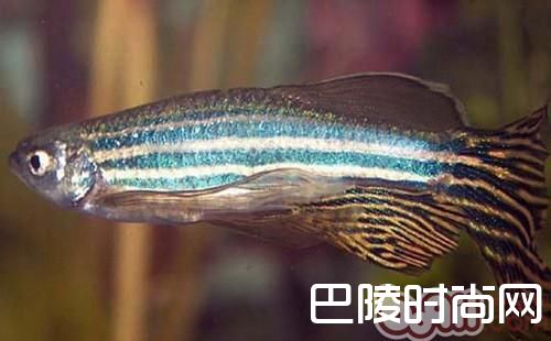 豹纹斑马鱼
