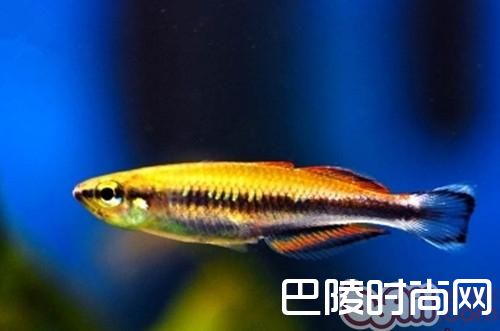 马达加斯加彩虹 马达加斯加彩虹