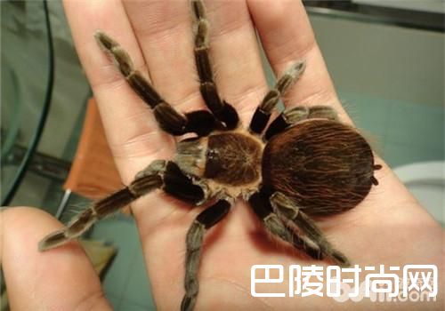 德克萨斯棕食鸟