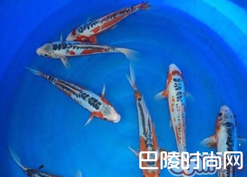 秋翠锦鲤 秋翠锦鲤