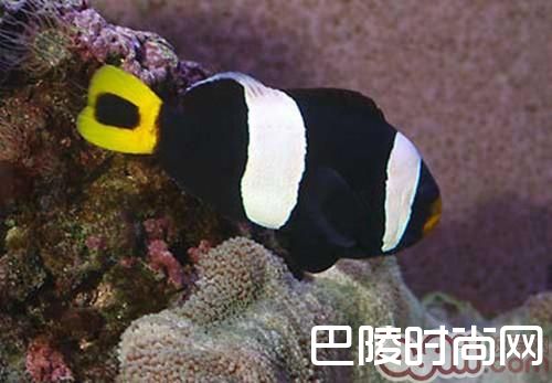 黑白公子小丑 黑白公子小丑