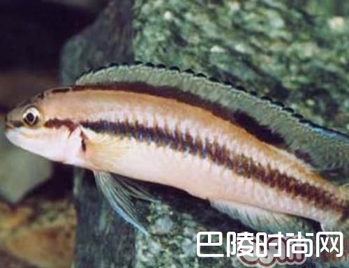 白玉凤凰 白玉凤凰