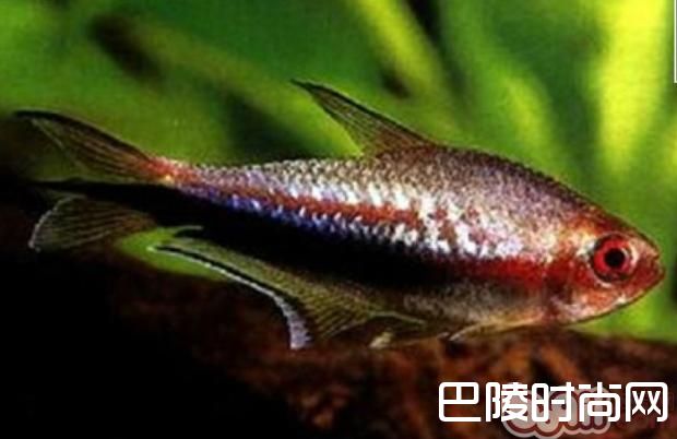 白云山鱼 白云山鱼