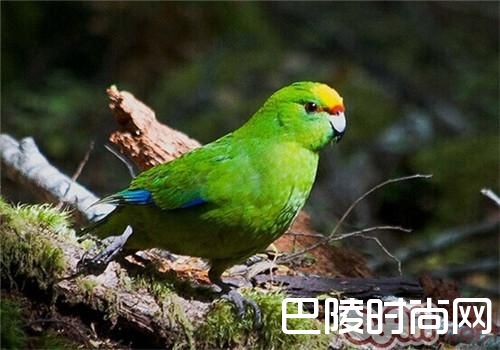 黄额鹦鹉 黄额鹦鹉