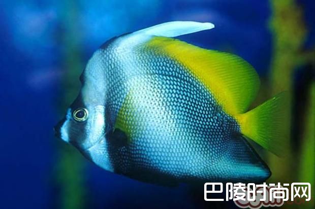 四带马夫鱼 四带马夫鱼