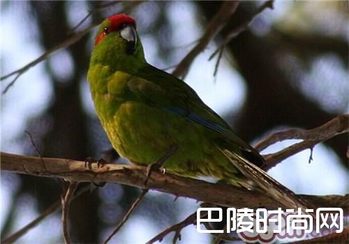 黄额鹦鹉 黄额鹦鹉