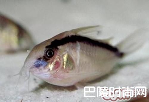 印第安鼠 印第安鼠