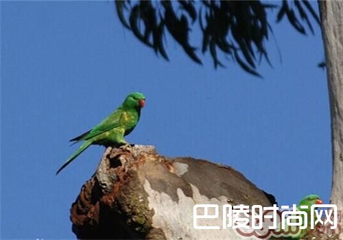 鳞胸吸蜜鹦鹉