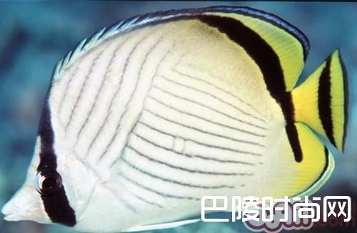 斜纹蝴蝶鱼 斜纹蝴蝶鱼