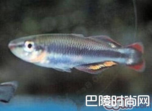 马达加斯加彩虹 马达加斯加彩虹