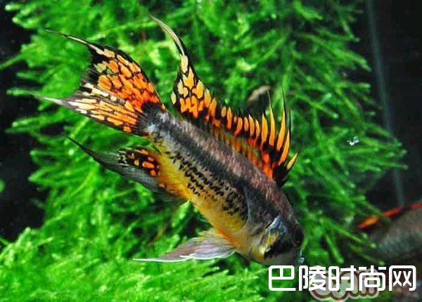 凤尾短鲷 凤尾短鲷