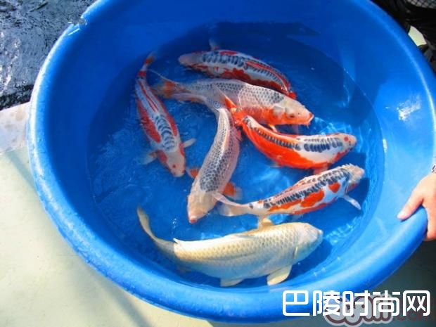 秋翠锦鲤 秋翠锦鲤