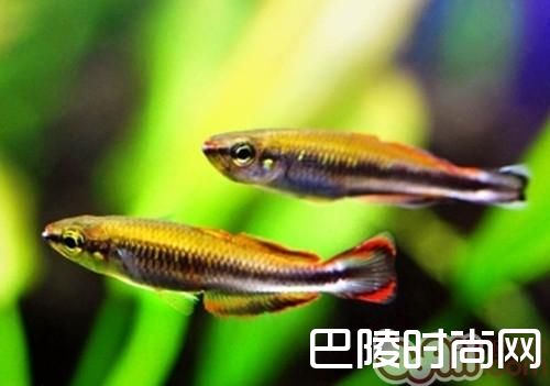 马达加斯加彩虹 马达加斯加彩虹