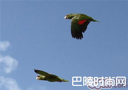 紫冠亚马逊鹦鹉