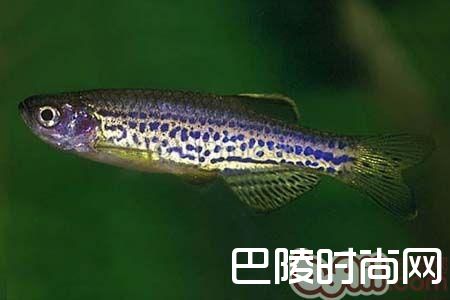 豹纹斑马鱼