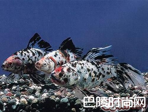 五花长尾草金鱼