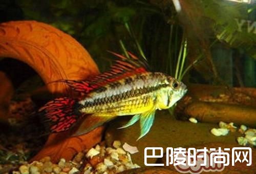 凤尾短鲷 凤尾短鲷