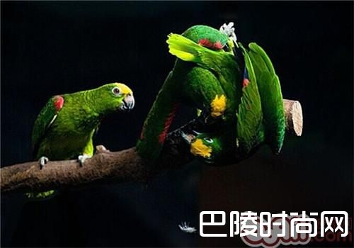 黄额鹦鹉 黄额鹦鹉