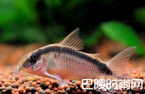 印第安鼠 印第安鼠