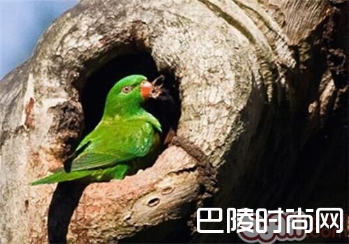 鳞胸吸蜜鹦鹉