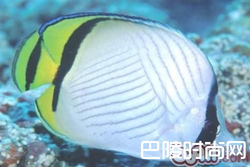 斜纹蝴蝶鱼 斜纹蝴蝶鱼