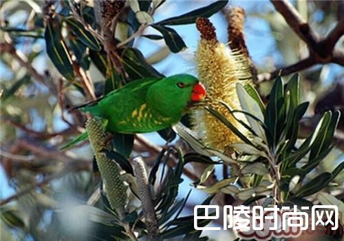 鳞胸吸蜜鹦鹉